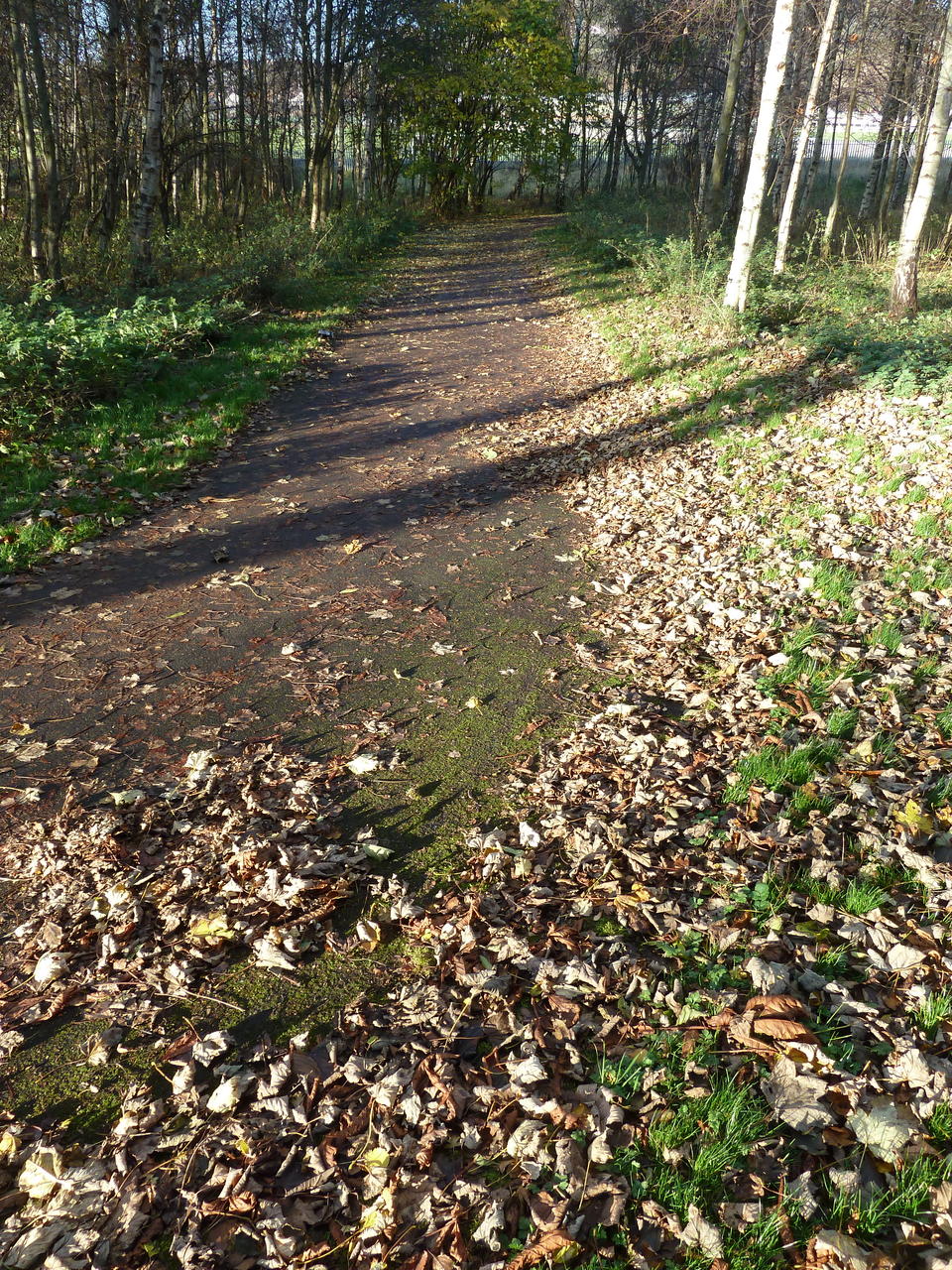 A path full of leaves