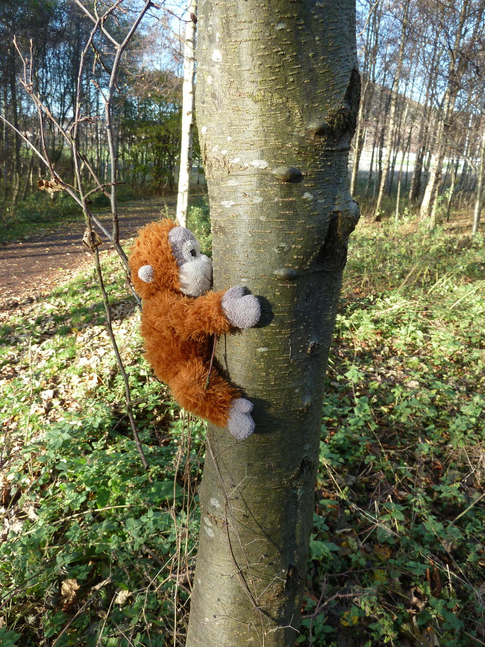 Pongo (a soft toy orang-utan) is climbing a tree