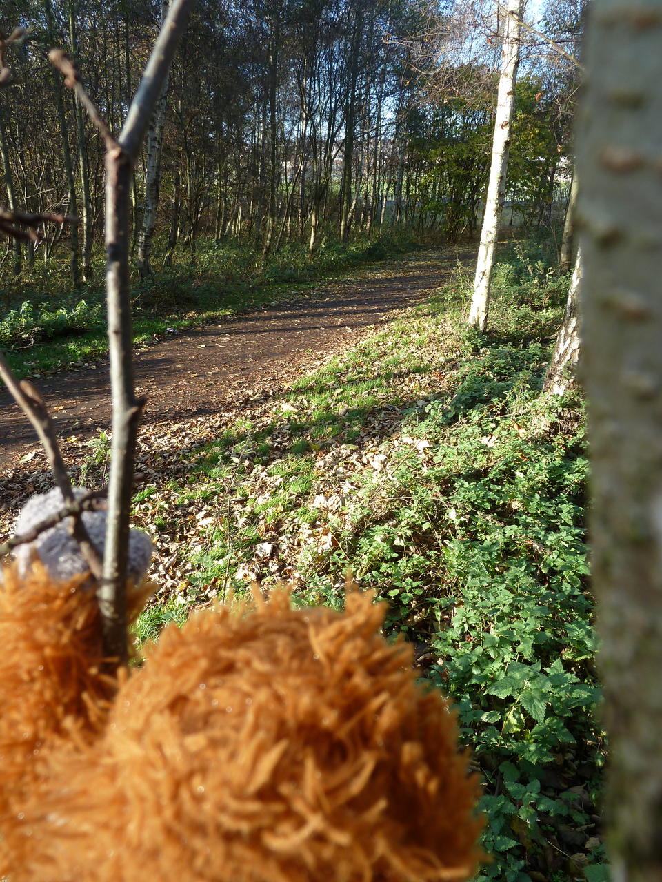 View of the path from the tree, Pongo's head in the foreground