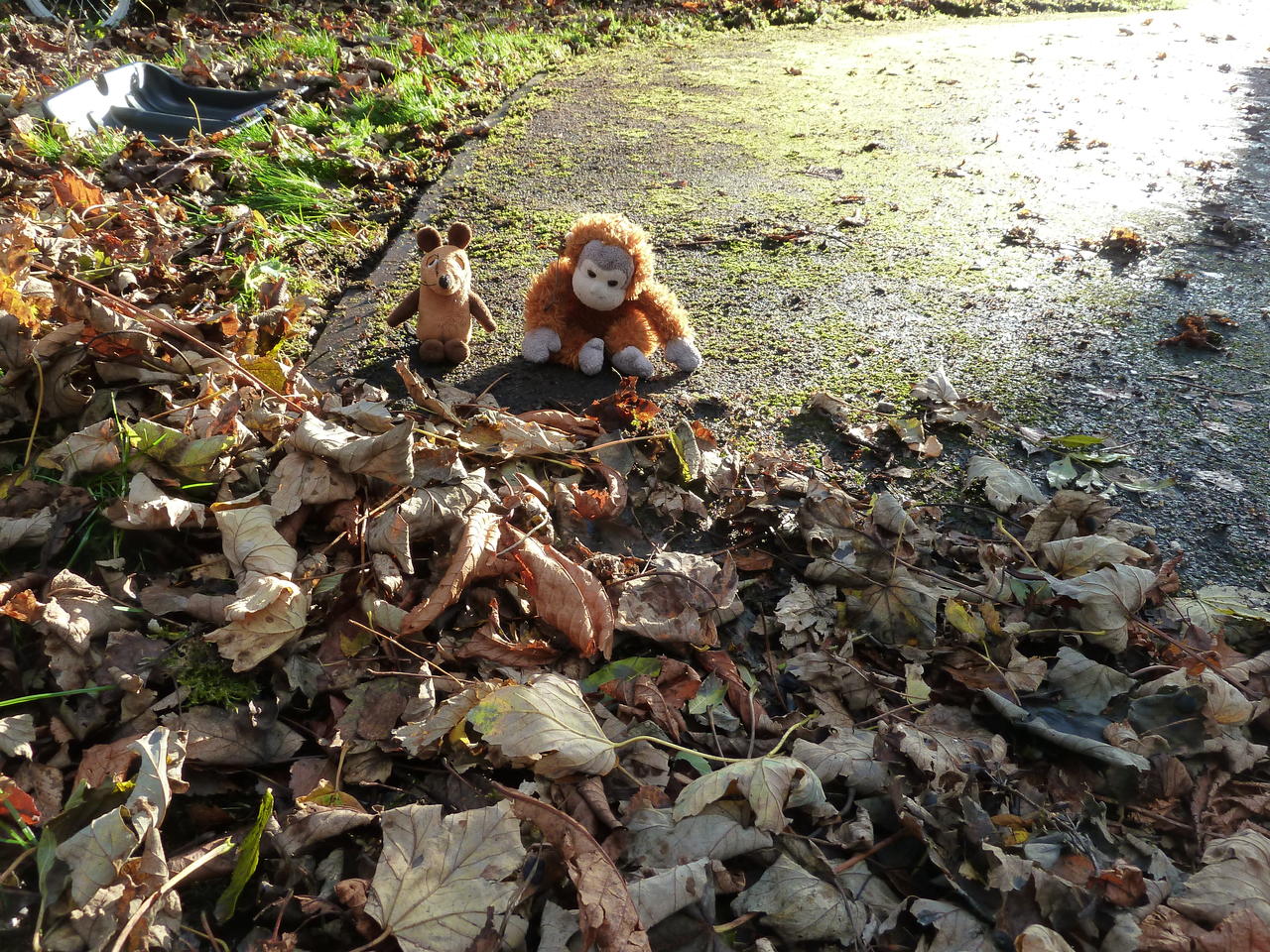Pongo and Mouse sitting on the path, which is partly cleaned from leaves