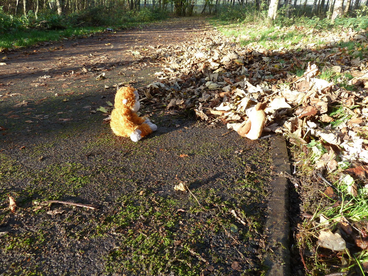 Pongo and Mouse sitting on the path, which is partly cleaned from leaves