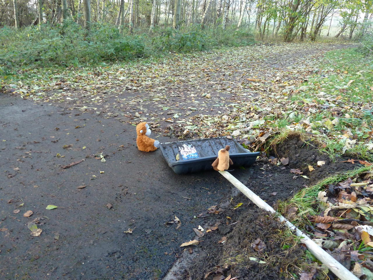 Pongo and Mouse sitting on the path next to the shovel, which is partly cleaned from leaves