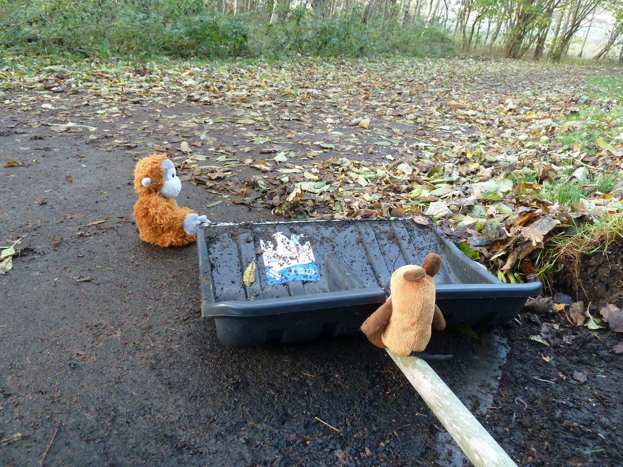 Pongo and Mouse sitting on the path, which is partly cleaned from leaves