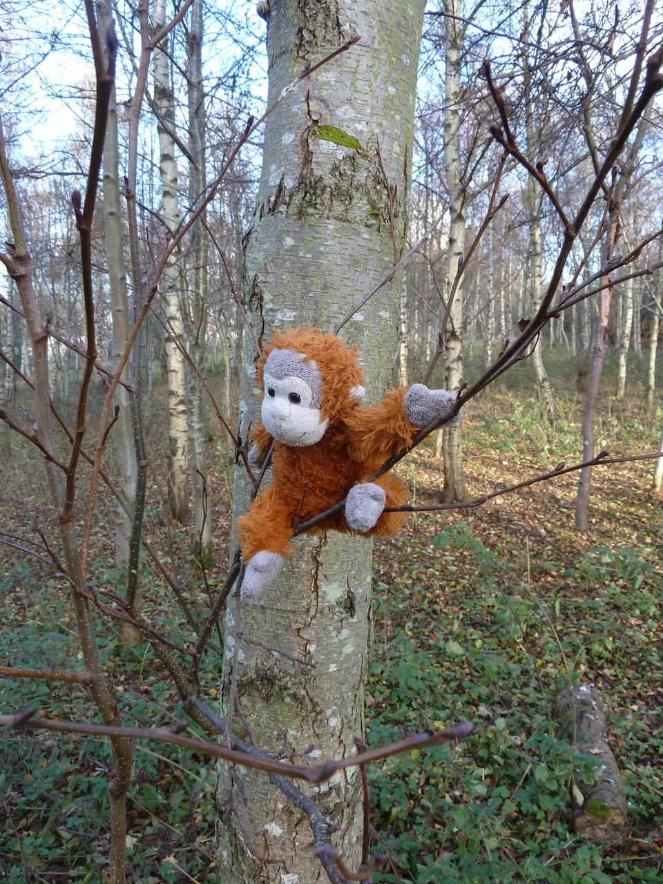 Pongo climbing a different tree