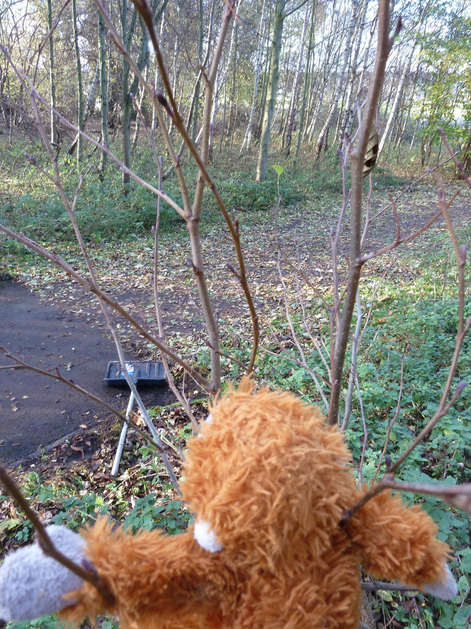 View of the path from the tree; Pongo's head in the foreground