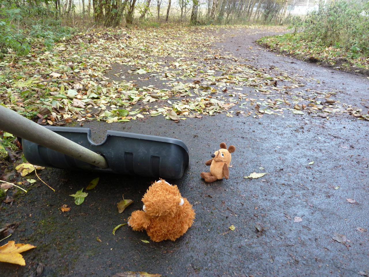 Pongo and Mouse next to the shovel looking forward, where the path is full of leaves