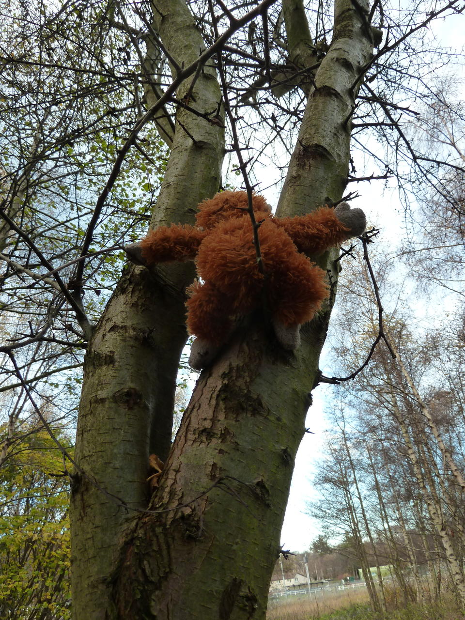 Pongo is climbing a third tree