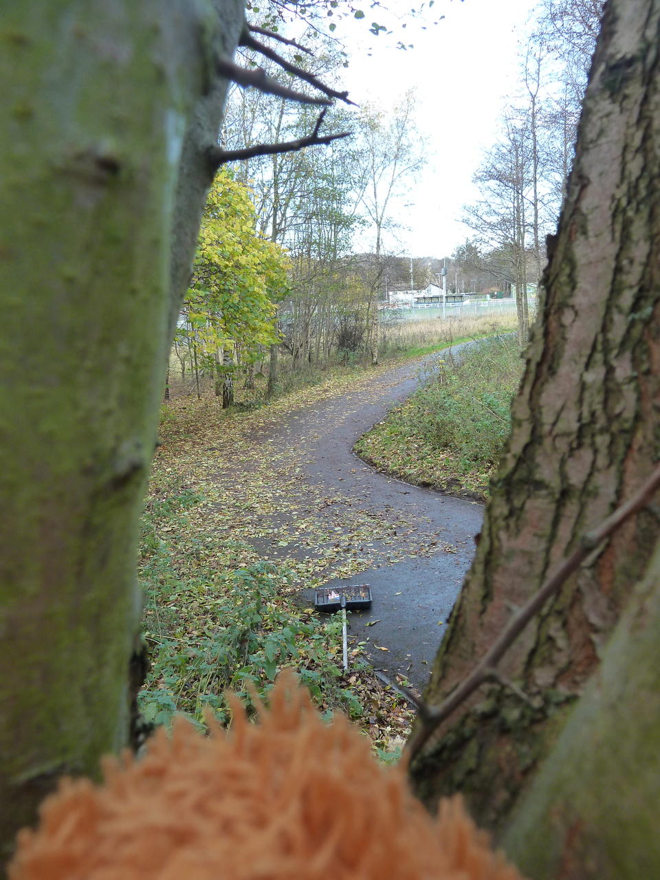 View of the path from the tree. There are only a few metres with leaves left.